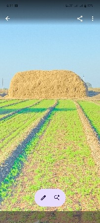 મગફળી નો  પાલો