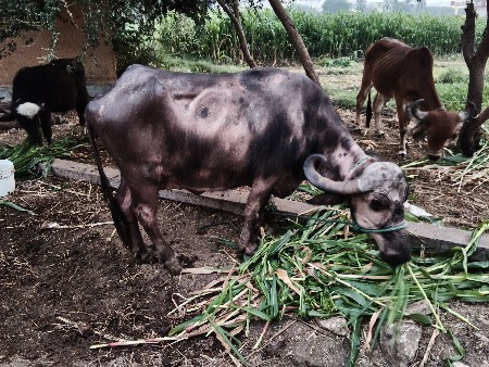 थंबनेल 2