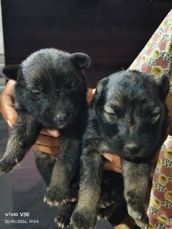 ગલુડીયુ વેસવાનુ સે