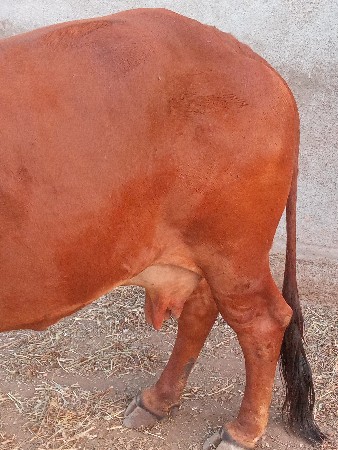 ગીર ગાય વેચવાની છે