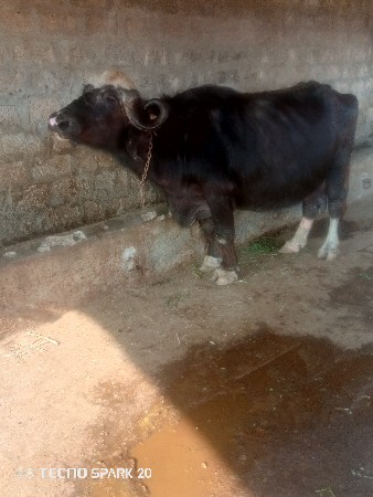 થંબનેલ 3