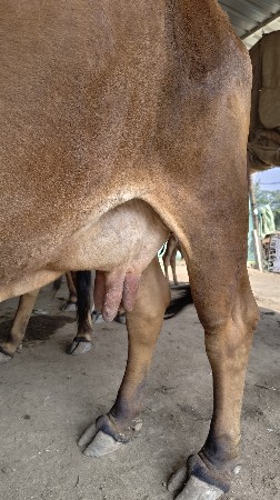 sata karva na che Ghodi hare