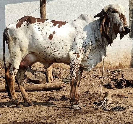 લીલડી હોડકી વેચવાની છે