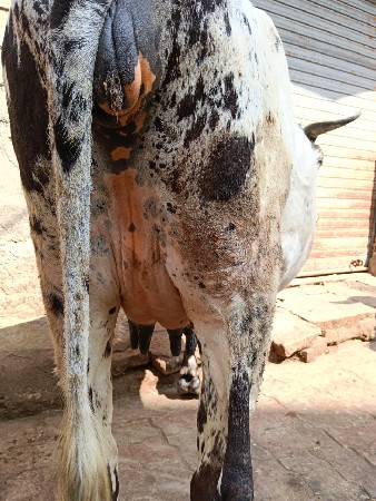 थंबनेल 2