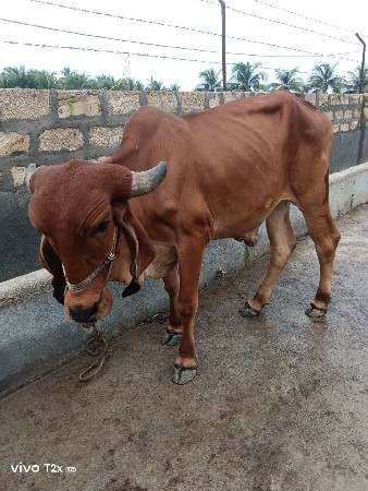 थंबनेल 2