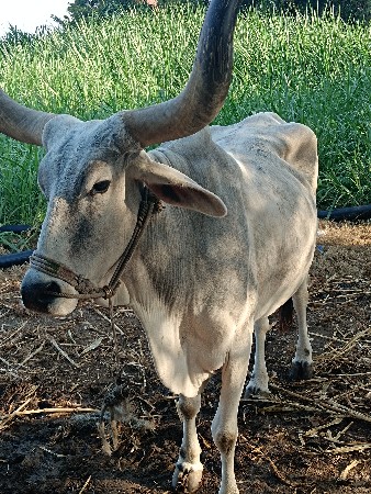 બળદ બીજુ તેજી વાવણી બધી જવાબદારી