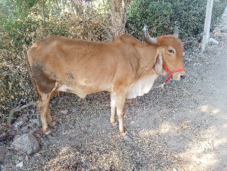 હોડકી વેસવાની છે