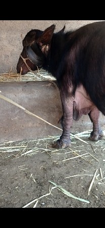 મોટી ભેંસ વેચવાની છે