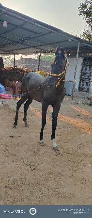 थंबनेल 3