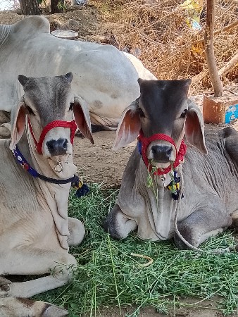 બળદ વેચવાના છે