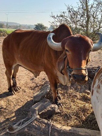 थंबनेल 2