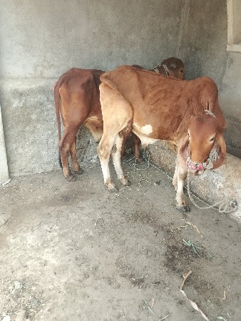 ઘોઢલા વેચવાનાછે