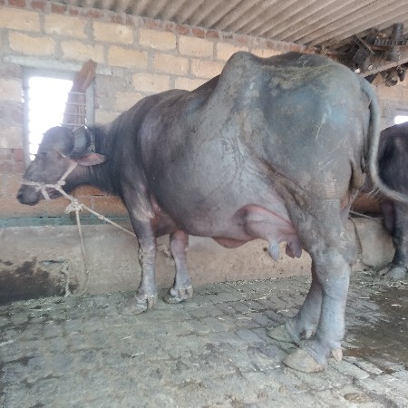 વેચવાની છે