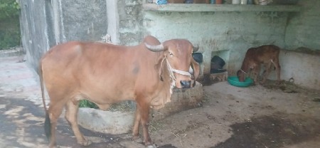 2 વેતર આવશે