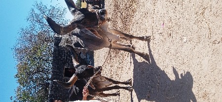 બળદ વેચવાના છે