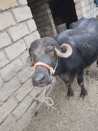 थंबनेल 3