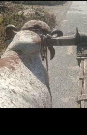 બળદ વેચવાનો છે