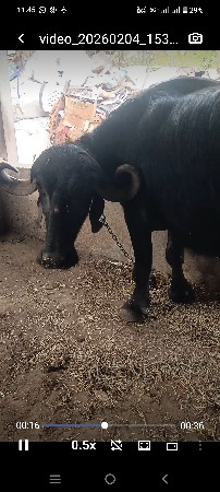 તાજી વિયાણેલ