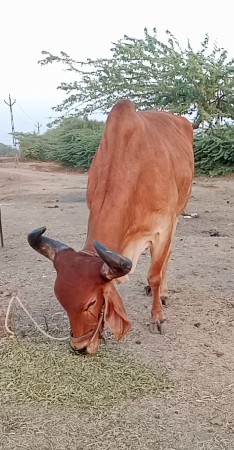 બળદ વેચવાનો છે