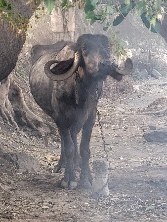 थंबनेल 2