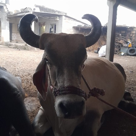 ગાય વેચવાનીછે