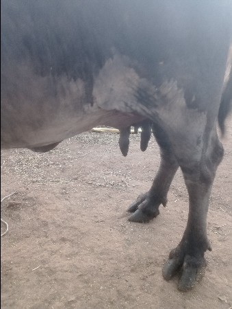 ભેંસ વેચવાની છે