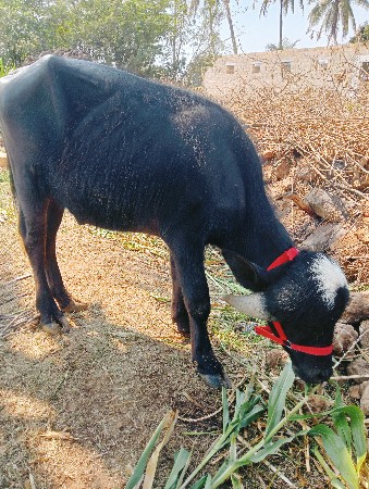 થંબનેલ 3