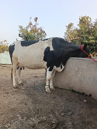 थंबनेल 2