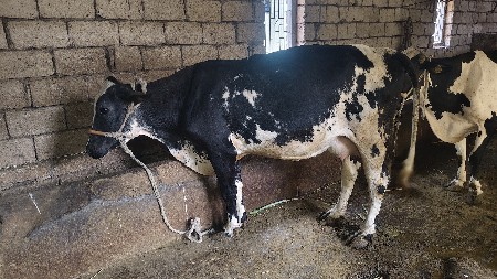 સામતેર બીજું વેતર hf 50000