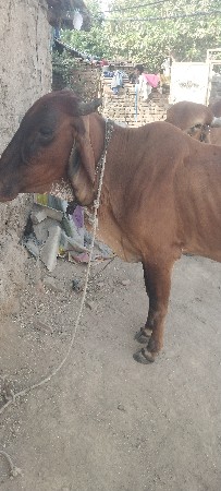 थंबनेल 3