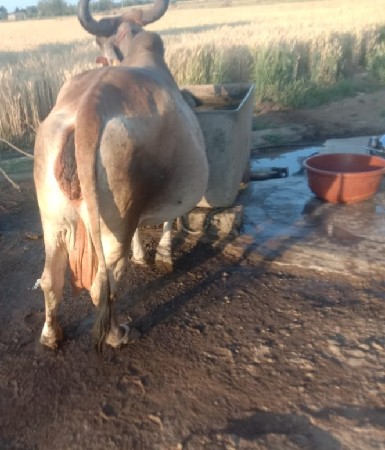 ગાય વેચવાની છે