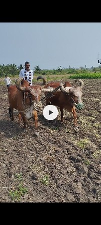 બળદ વેસવાના છે 
6 ધર ના છે