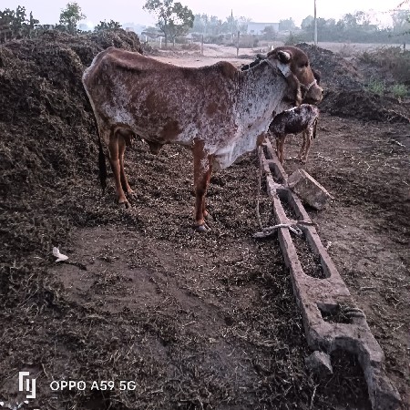 હોડકી વેચવાની છે  દુઘ 3 છે