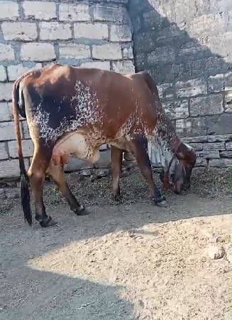 थंबनेल 3