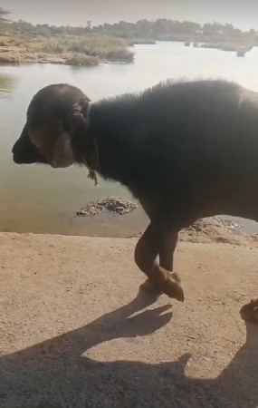 પાડો વેસવાનો છે