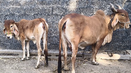 ગાય અને વાછડી