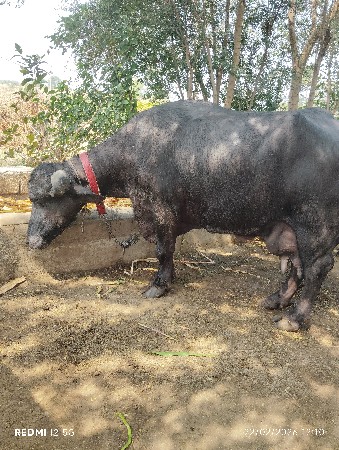 ભેંસ વેચવાની છે