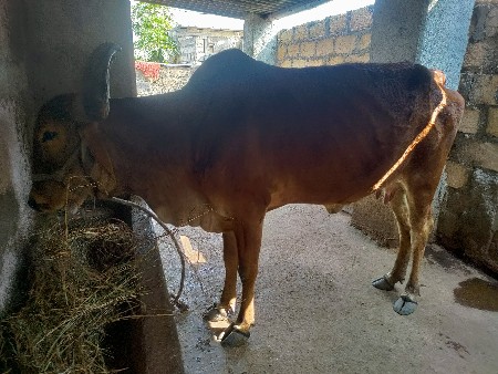 थंबनेल 2