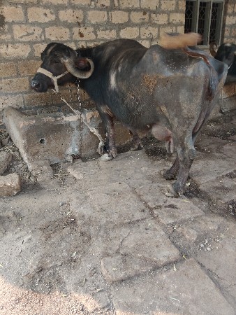 ભેંસ વેચવાની છે ત્રીજું વેતર