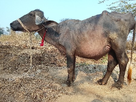 थंबनेल 2