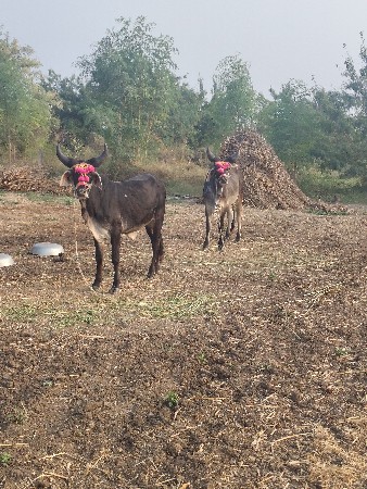 थंबनेल 2