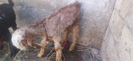 બકરો વેચવાનો સે