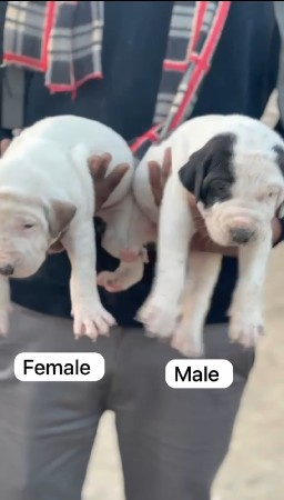 vadodara pet 🐶 service