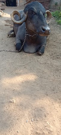 થંબનેલ 3