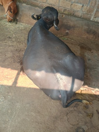 थंबनेल 3