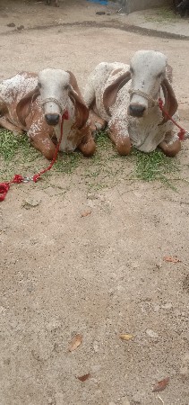 थंबनेल 3