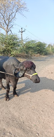 थंबनेल 3