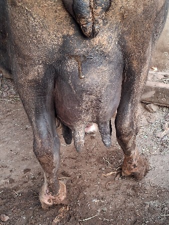 थंबनेल 3