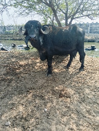 6 આપવાની.ભેગી