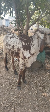 વાસણો છે દેશી